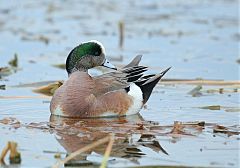 American Wigeon